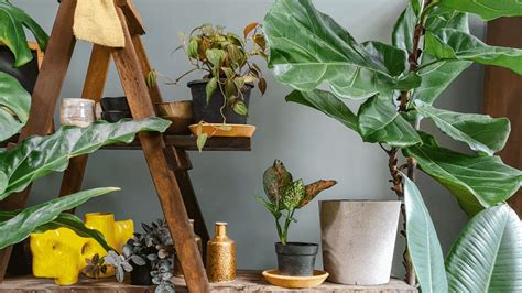 Plantas para quarto conheça as mais indicadas