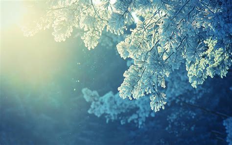 Winter Leaves Wallpapers - Top Free Winter Leaves Backgrounds ...