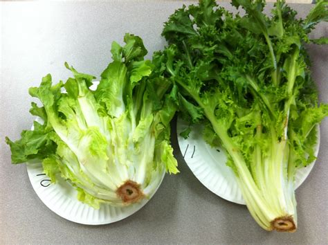 Escarole And Endive Ever Wonder What Each Of These Leafy V Flickr