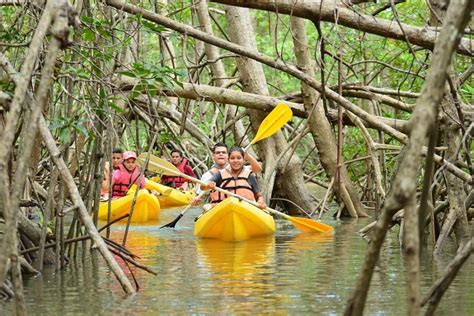 Tripadvisor Recorrido En Kayak Por El Manglar De Isla Damas