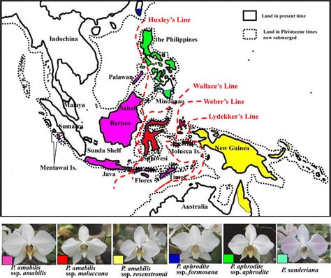 Geographical Distribution Of Six Speciessubspecies Of The Phalaenopsis