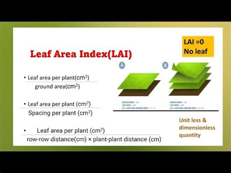 Leaf Area Index Lai Youtube