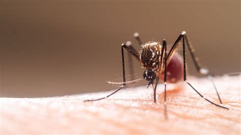 How to make a mosquito trap | Tom's Guide