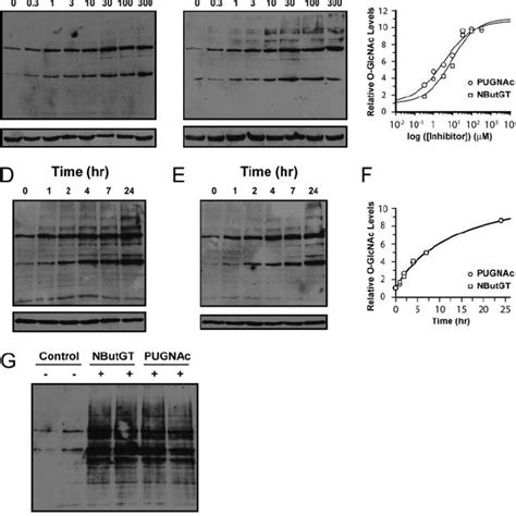 Pugnac And Nbutgt Produce Similar Dose And Time Dependent Increases In