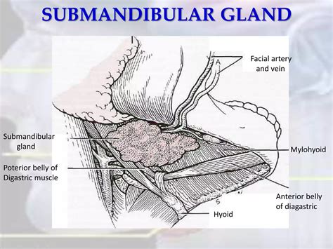 Tumors Of Salivary Glands Ppt Free Download