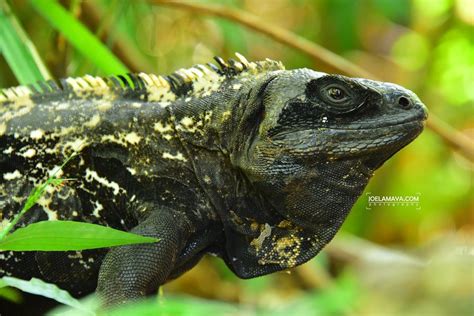 Wildlife on Roatan For Nature Lovers | Roatan Divers