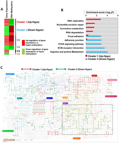 Metabolic Pathways Directed By Differentially Expressed And Methylated