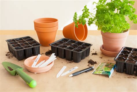 Growing Herbs From Seed Indoors And Outside A Guide To Success