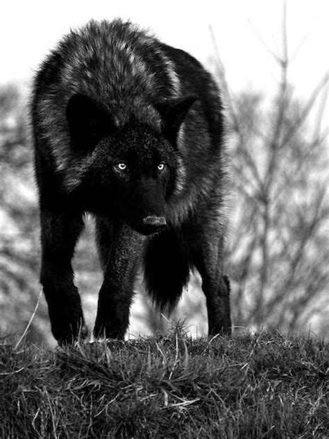 black wolf - Wolves Photo (24308868) - Fanpop