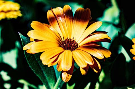 African Daisy - Free photo on Pixabay - Pixabay