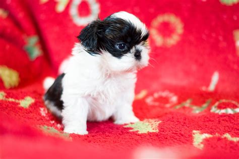 Shih Tzu Zkwp Piesek Z Rodowodem Zkwp Fci Wojkowice Olx Pl