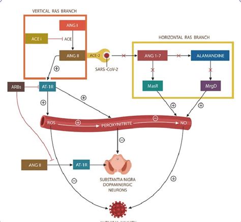 The Vertical And Horizontal Ras Branches Maintain Redox Homeostasis By Download Scientific