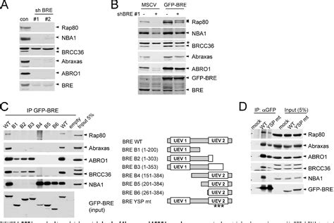 Figure 5 From Nba1 Merit40 And Bre Interaction Is Required For The Integrity Of Two Distinct