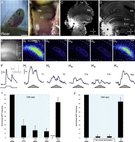 Calcium Responses At Dendrites Of Lobula Tangential Cells Reflect The