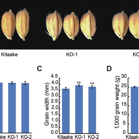 Pdf Gw5 Like A Homolog Of Gw5 Negatively Regulates Grain Width Weight And Salt Resistance