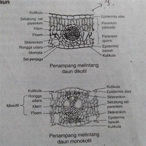 gambar struktur daun  tumbuhan monokotil  dikotil gambar