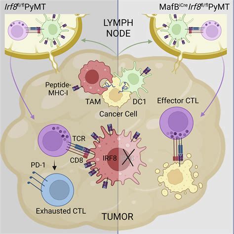 Tumor Associated Macrophages Expressing The Transcription Factor Irf8