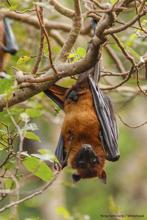 Indian Flying Fox Mammals Of Bhutan · Biodiversity4all