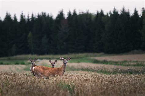 Deer Hunting Terms Your Free Ultimate Glossary