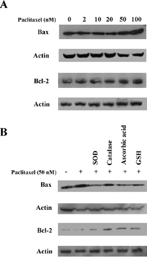 Western Blot Analysis Of Bax And Bcl 2 Proteins In Paclitaxel Treated Download Scientific