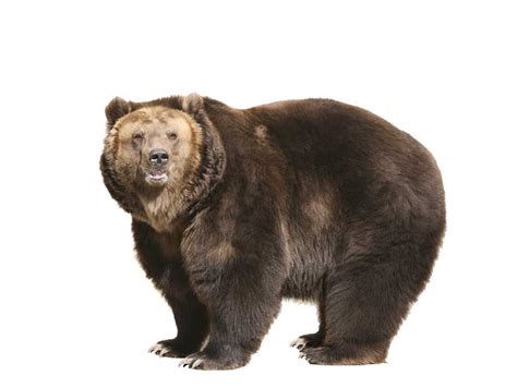 bear synonyms collins english thesaurus