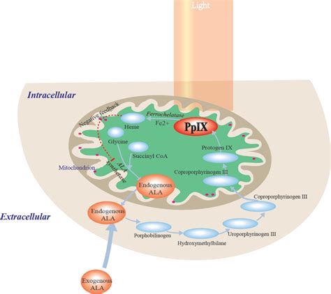 Application Of Aminolevulinic Acidphotodynamic Therapy In Common