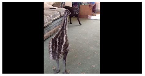 Baby Emu Loses It When The Dog Walks In The Room For The First Time