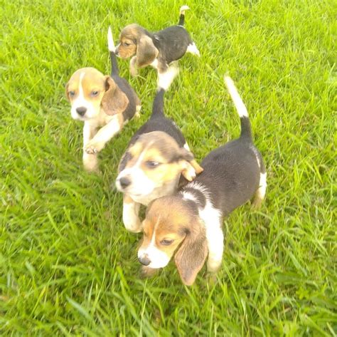 Chiot Beagle UnCompagnon Fr