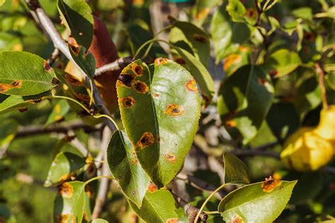 Ferrugem Nas Plantas Como Identificar Combater E Prevenir Leouve