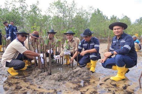 Kolaborasi Dengan Masyarakat Desa Gemuruh PT Timah Tbk Tanam Ribuan