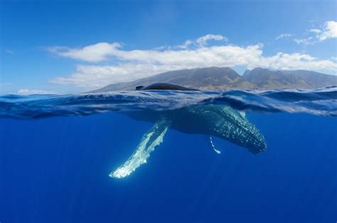 About | Hawaii Humpback Whale National Marine Sanctuary