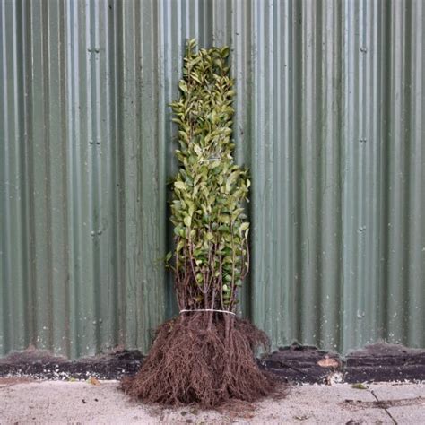 Green Privet 60 80cm Bare Root Ligustrum Ovalifolium ScotPlants