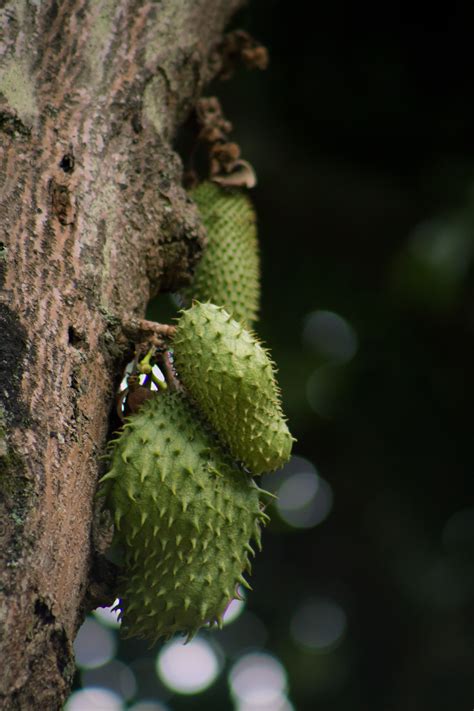 Fotos gratis árbol naturaleza rama Fruta hoja flor comida