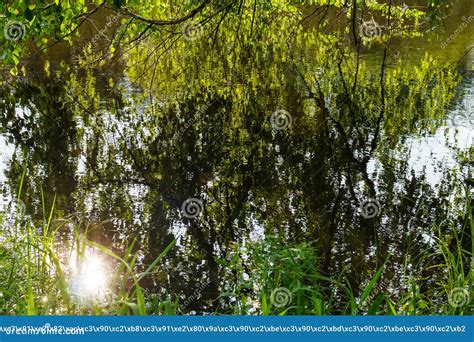 Tree Branches Reflected In Water And Sunny Glare On The Lake Stock