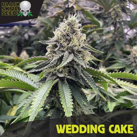 Buy Female Seeds Wedding Cake Cannabis Seeds