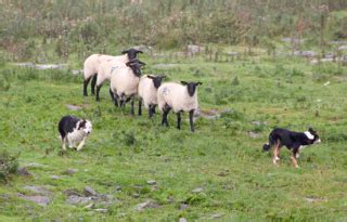 Cane Escursioni Con I Bambini In Appennino Emiliano Romagnolo E In