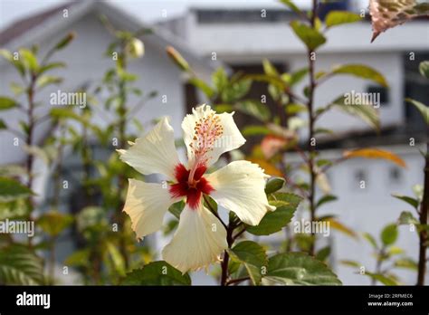 Peach Colored Chinese Hibiscus Hibiscus Rosa Sinensis In Bloom Pix