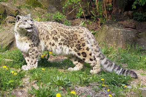 Biggest Wild Cats In The World