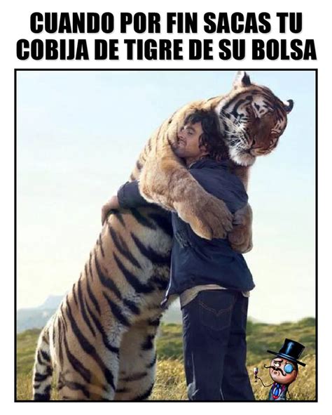 Cuando Por Fin Sacas Tu Cobija De Tigre De Su Bolsa Memes