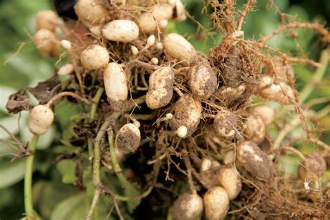 Peanut Power: How to Grow Peanuts - Farm Flavor