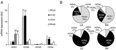 Novel Insights Into The Distribution Of Cardiac Hcn Channels An