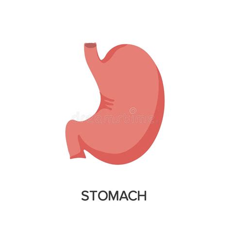 Anatomia Del Corpo Del Cartoon Degli Organi Interni Umani Illustrazione