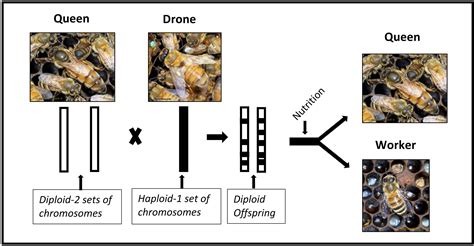 Honey Bee Caste Systems Part 1 Honey Bee Genetics Bee Informed Partnership