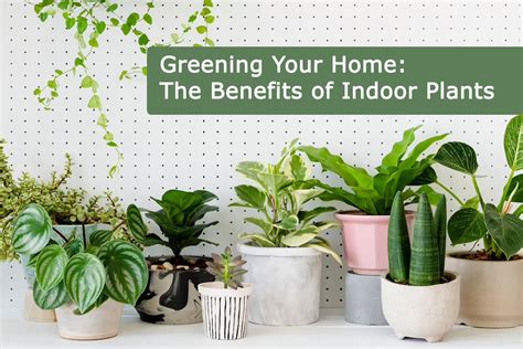 Greening Your Home The Benefits Of Indoor Plants Plants Information