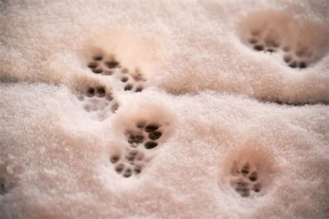 Premium Photo Cat Paws On Fresh Snow Cat Footprints In The Snow Cat