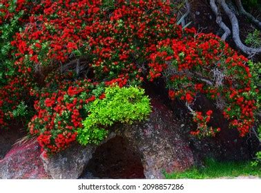 1,107 Pohutukawa beach Stock Photos, Images & Photography | Shutterstock