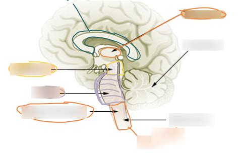 Brainstem Diagram | Quizlet