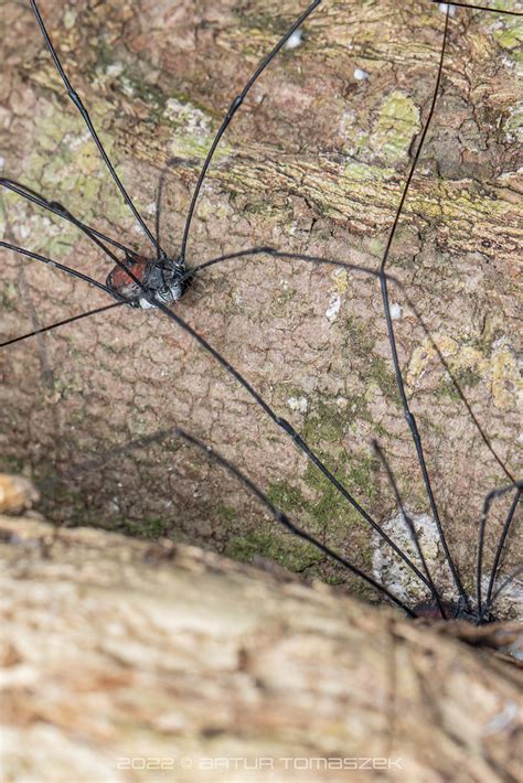 Opiliones Inglourious Reptiles Flickr