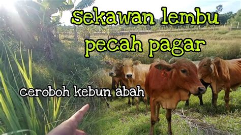 Episod815 Alamaaaakkk Lembu Terlepas Masuk Kebun Pulak Dah