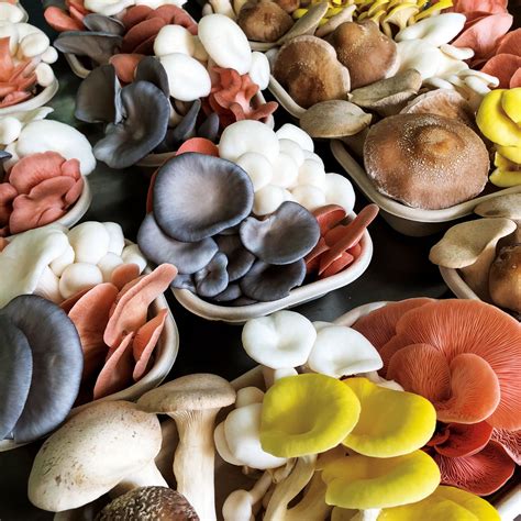 Mushrooms On Sale Allow Home Cooks To Experiment With Gourmet Recipes - RYZE Superfoods